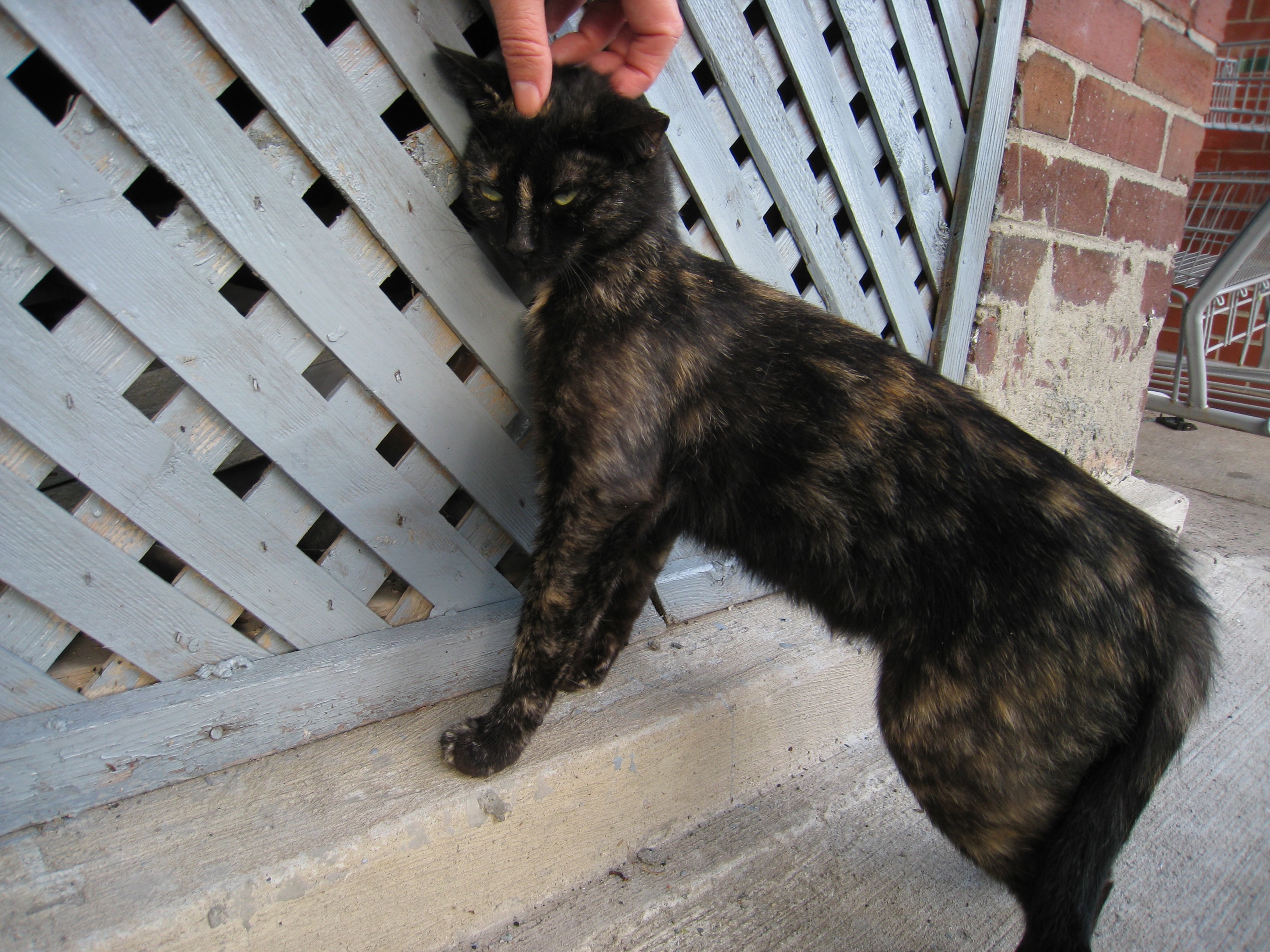 Hands touching animals