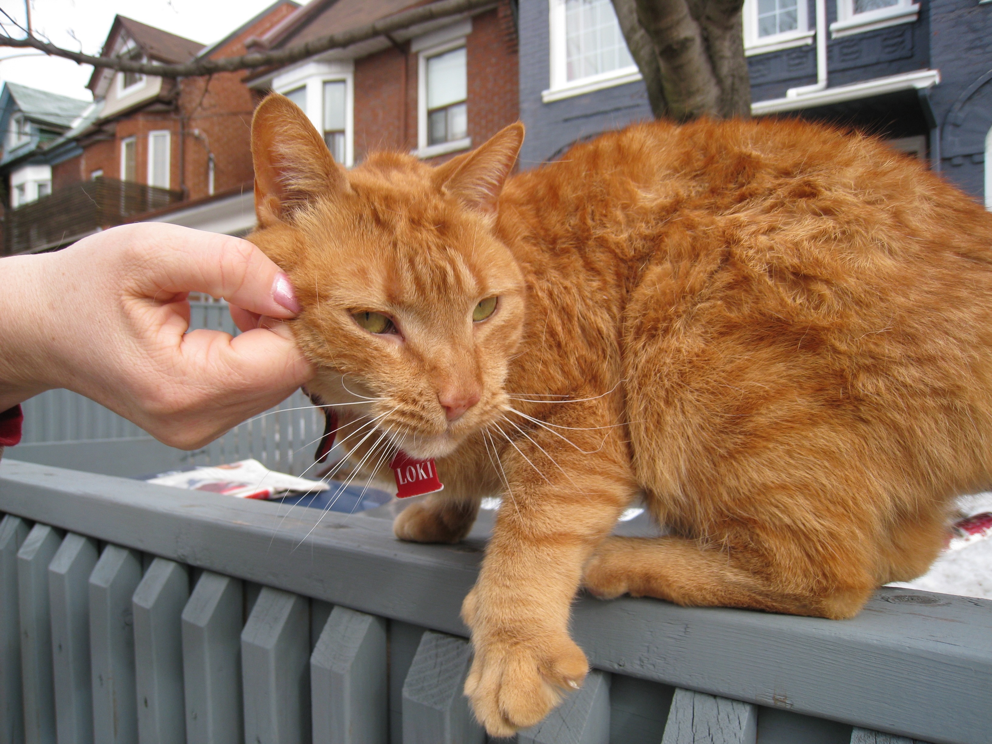 Hands touching animals