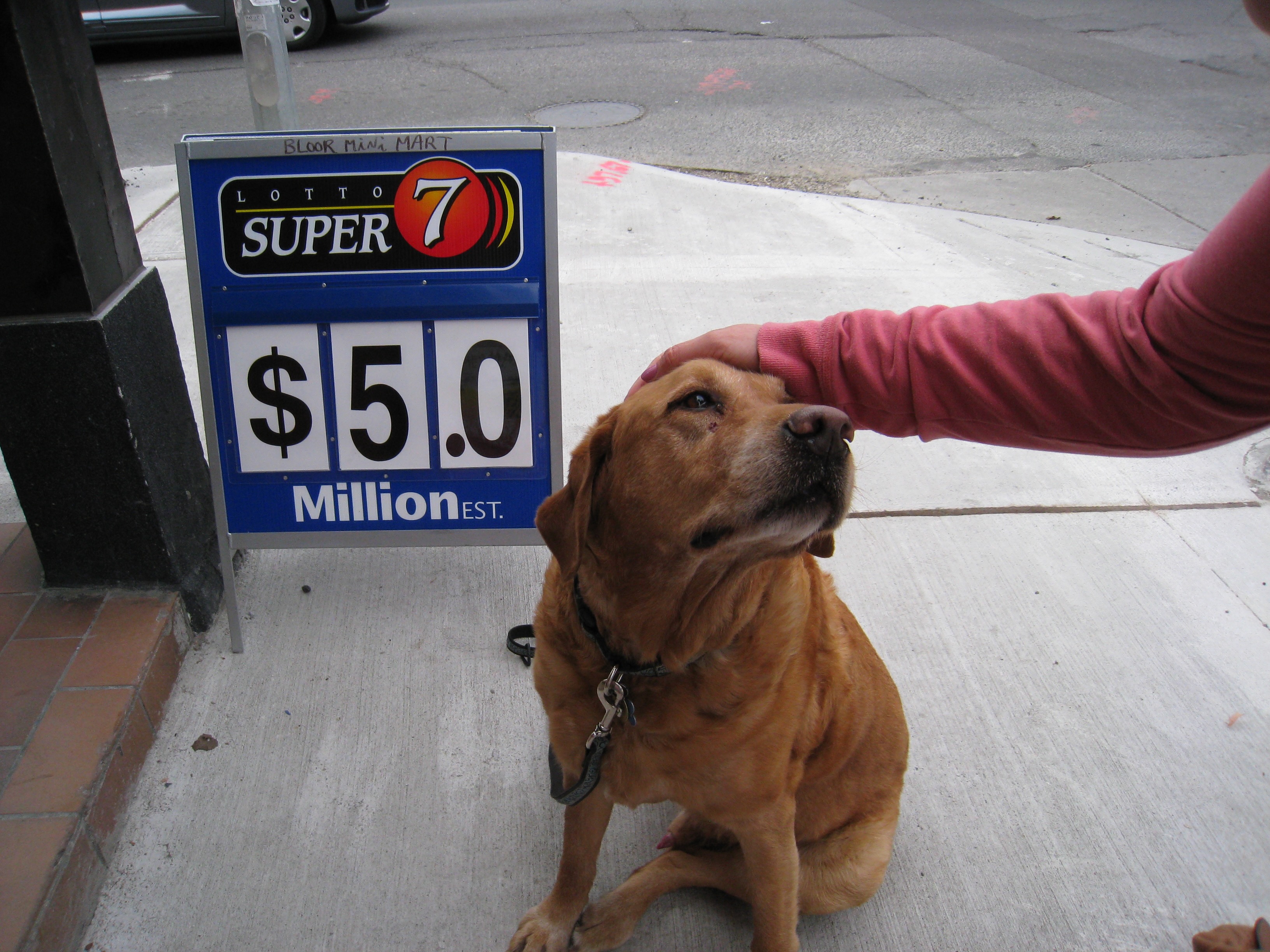 Hands touching animals