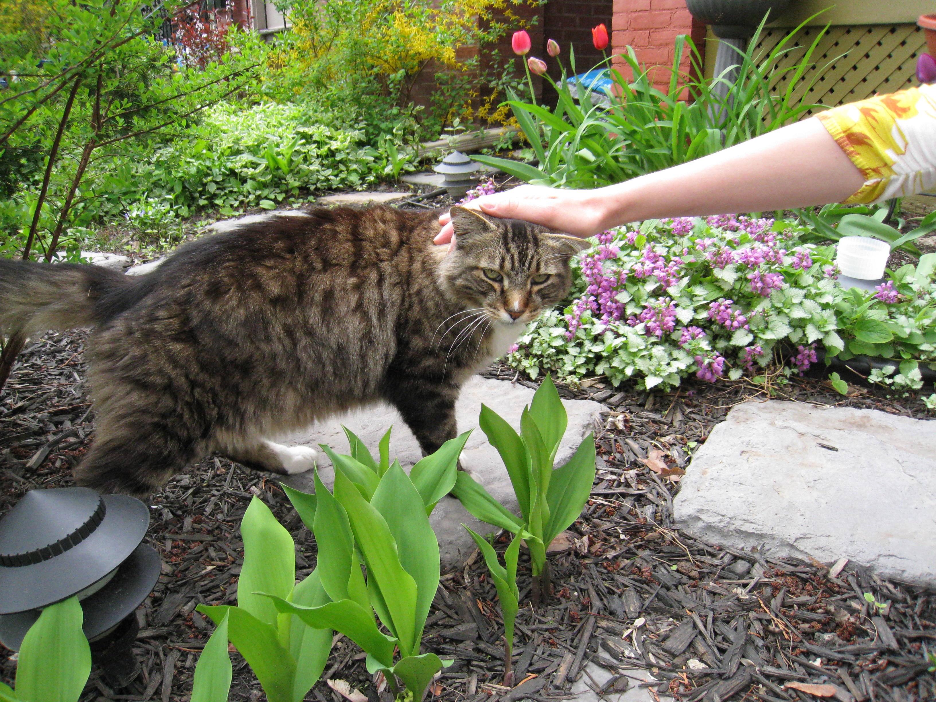 Hands touching animals