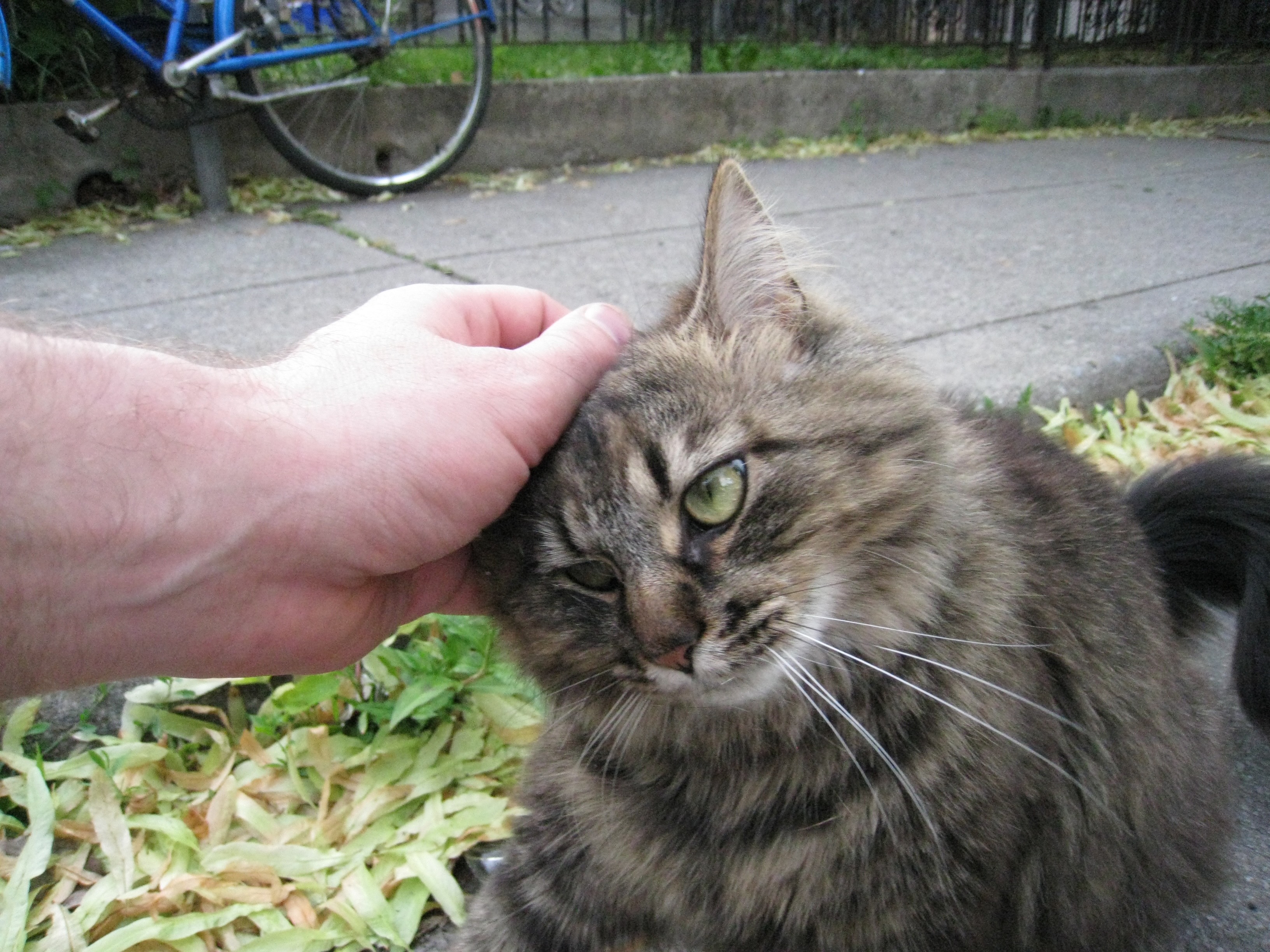 Hands touching animals