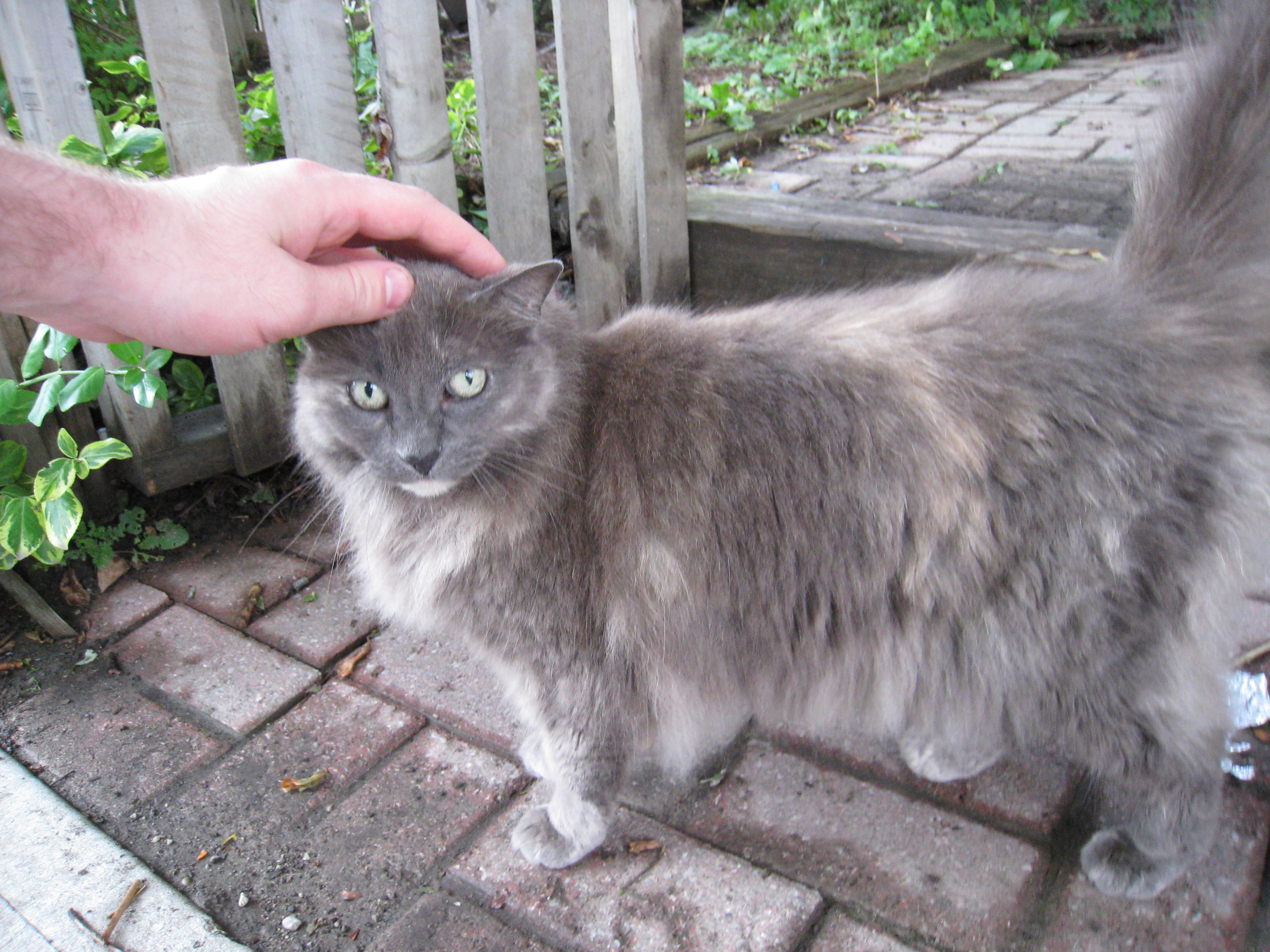 Hands touching animals