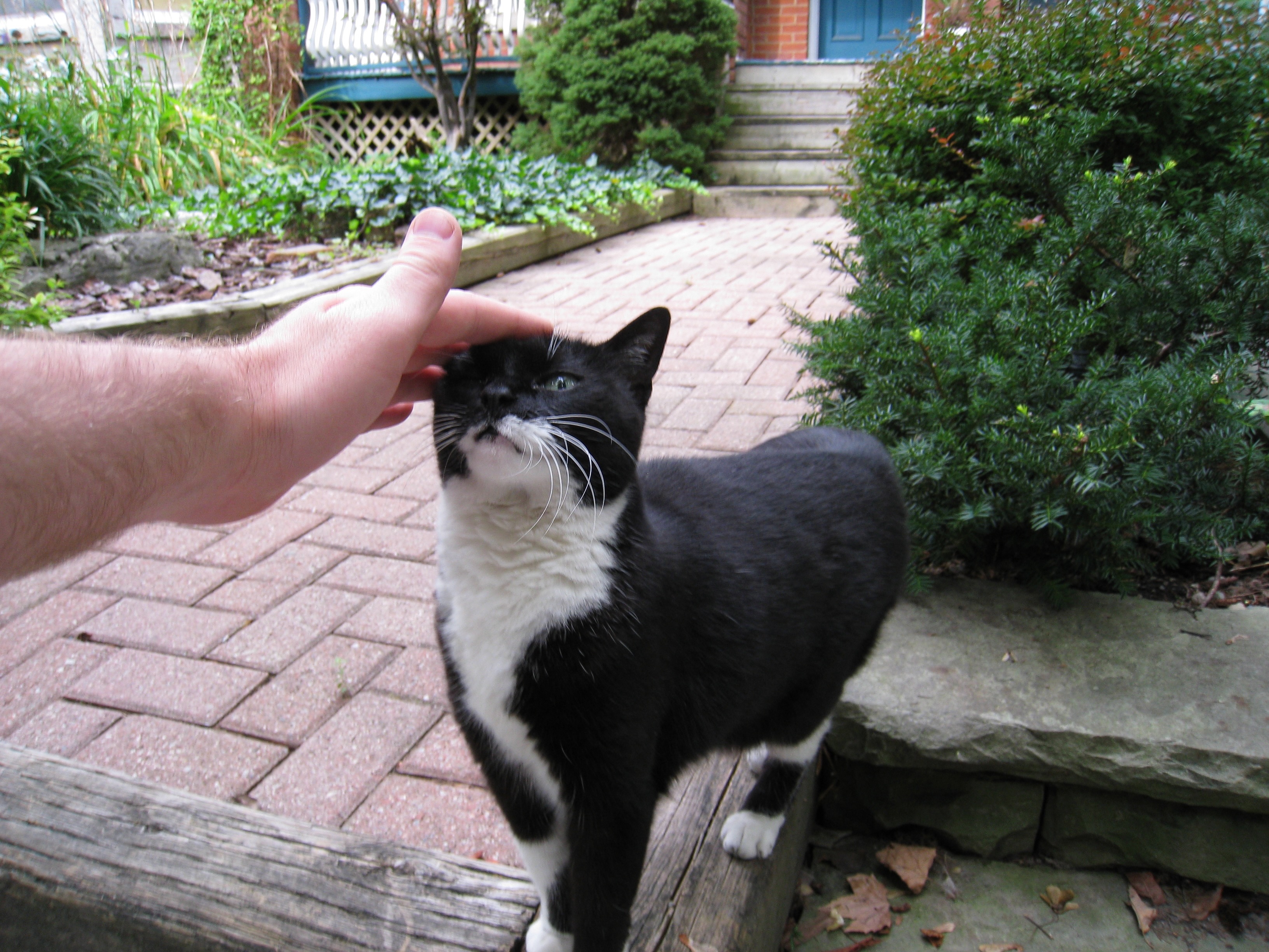 Hands touching animals