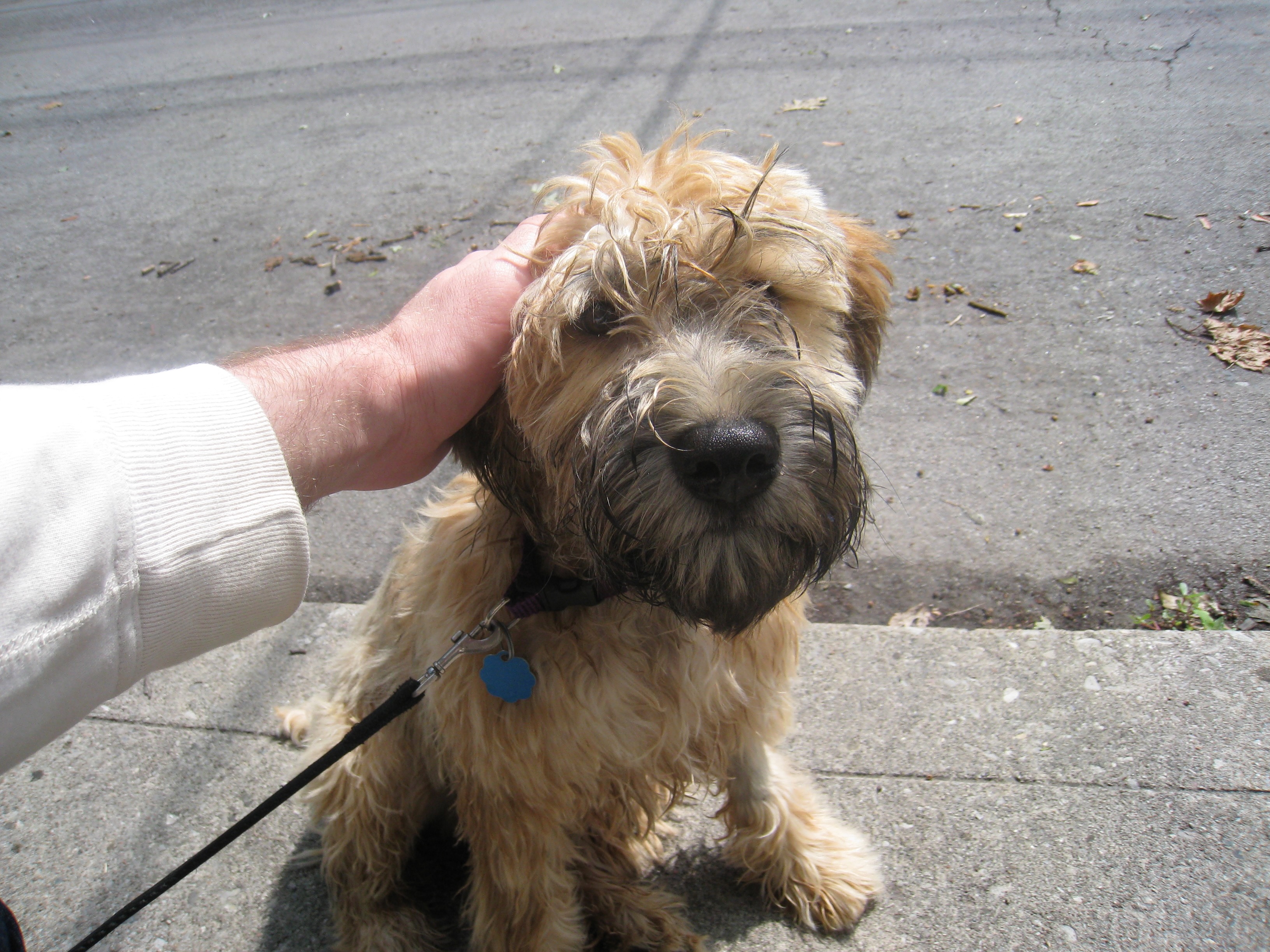 Hands touching animals