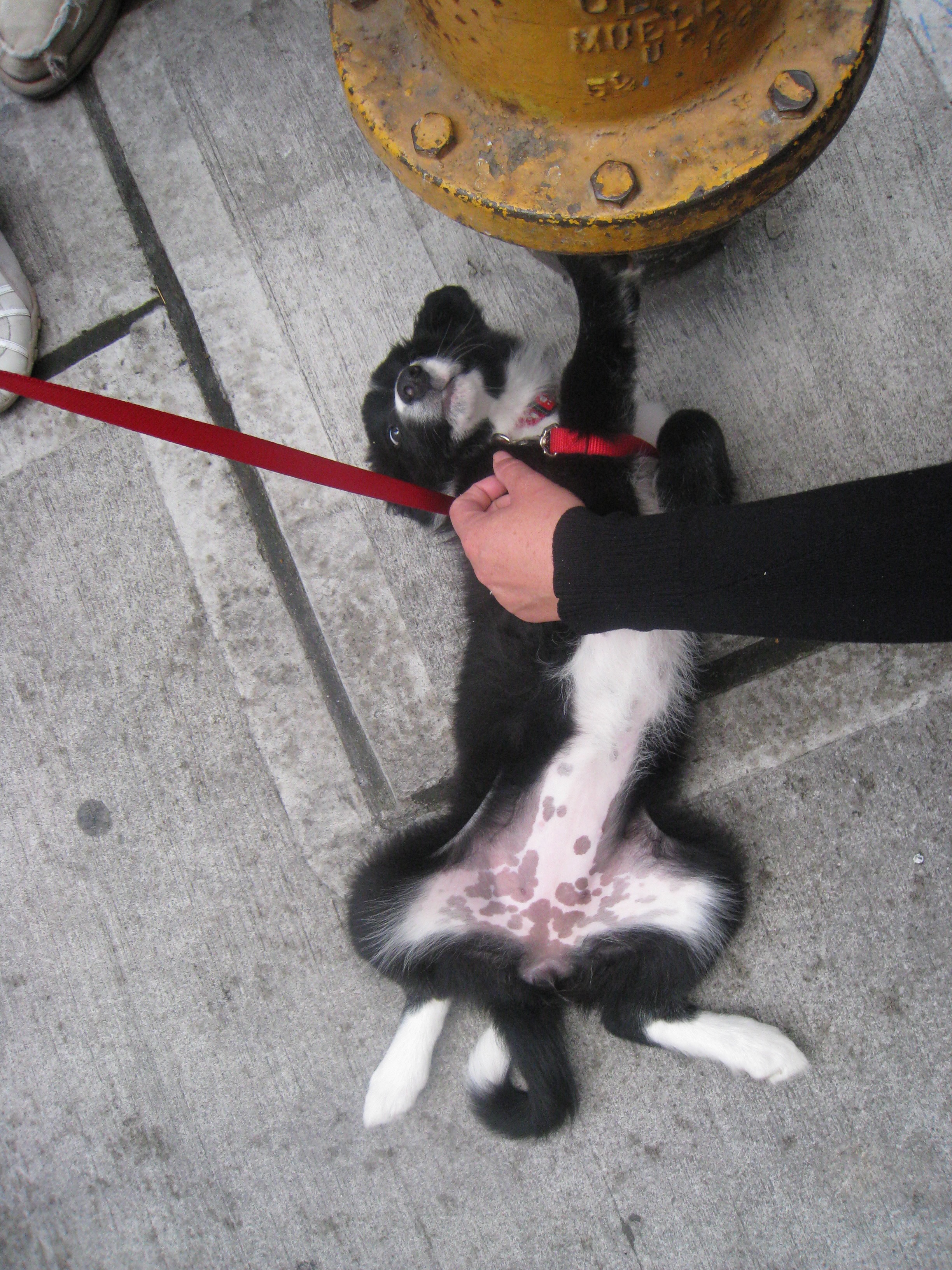 Hands touching animals