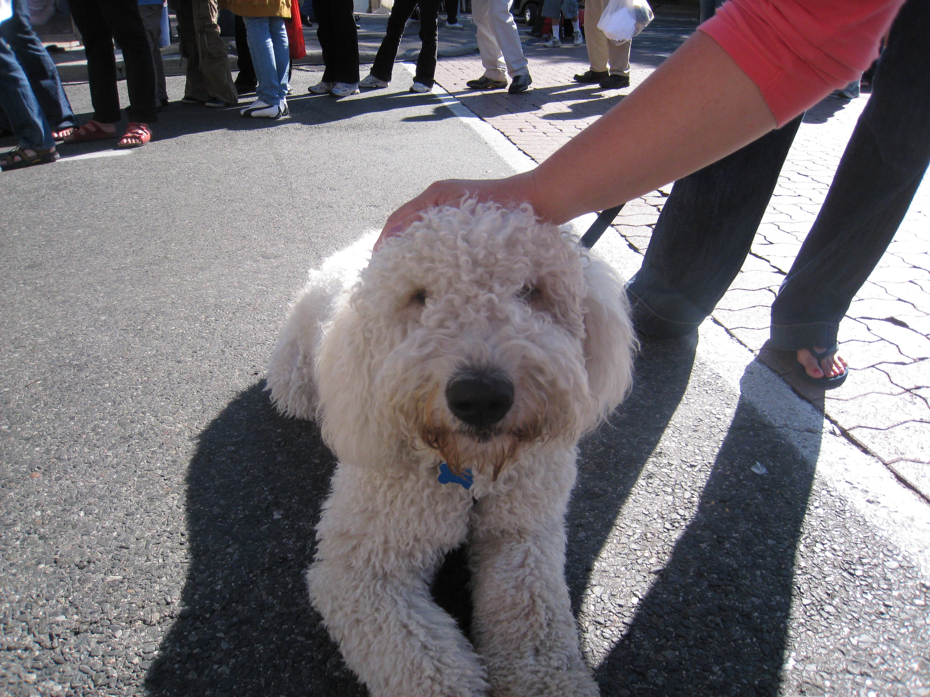 Hands touching animals