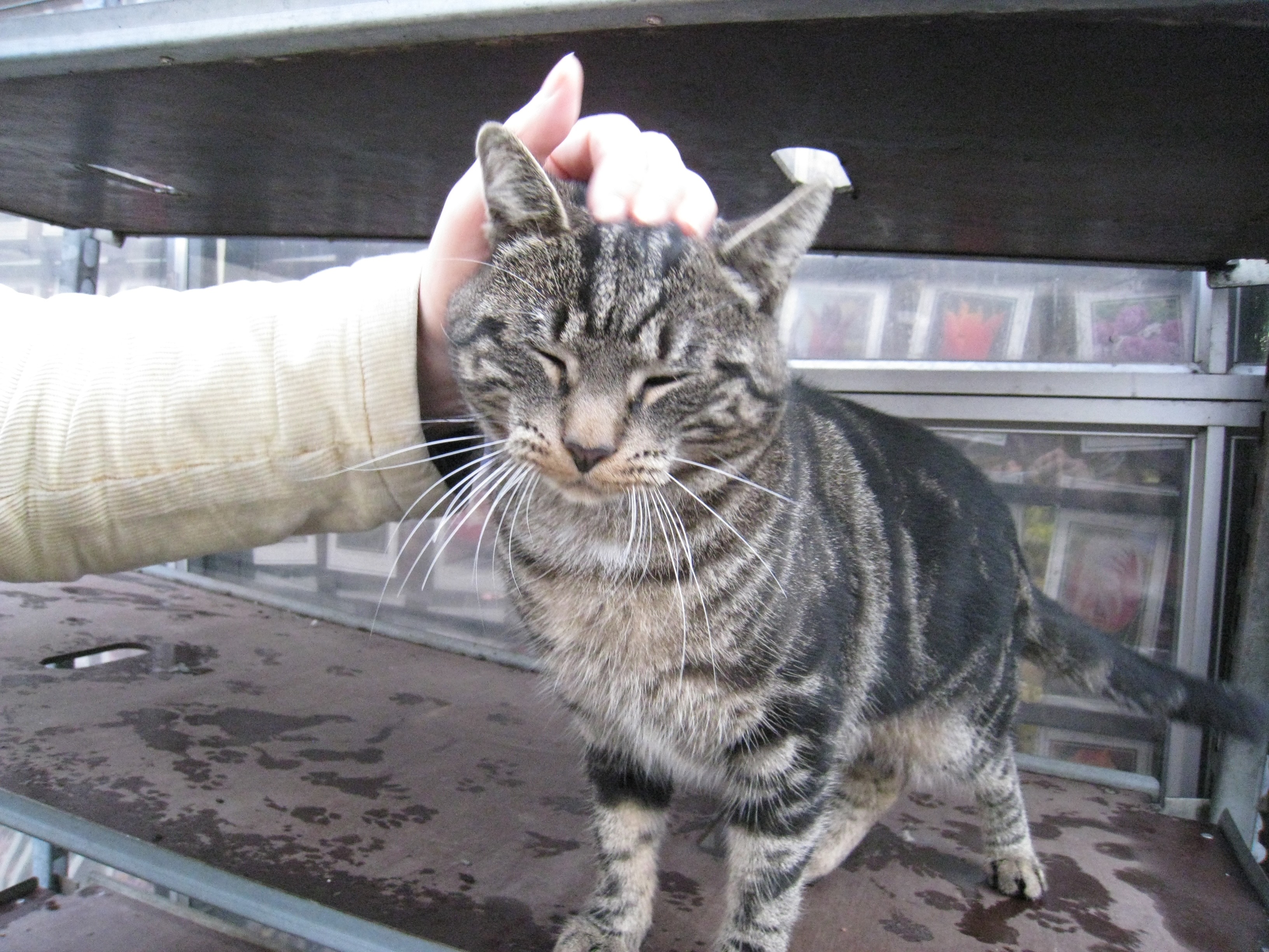 Hands touching animals